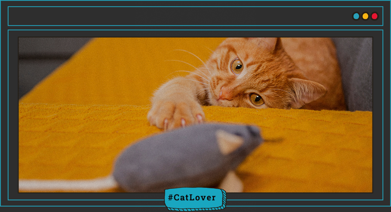 Cómo hacer para que mi gato sea más activo